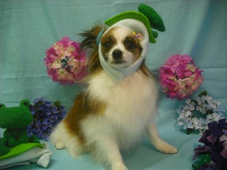 アリエルちゃん