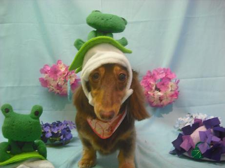 ハッピーちゃん