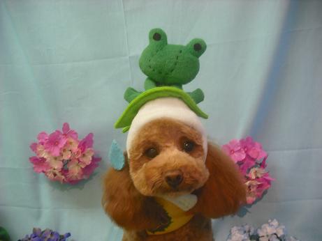 しゃちゃまるくん