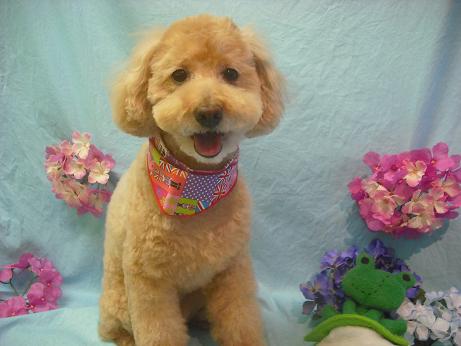 キャンディちゃん