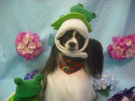 マイリーちゃん