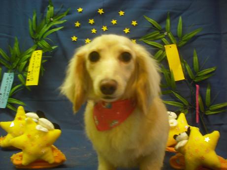 ティアラちゃん