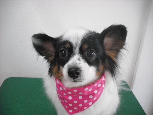 シェリーちゃん