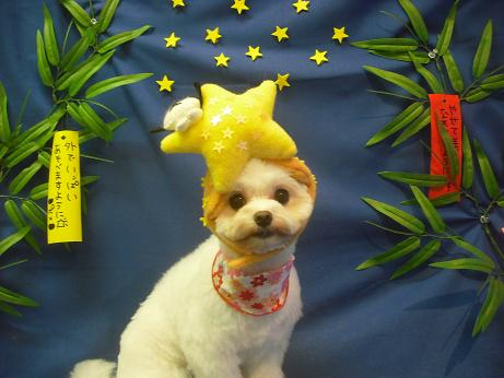 キャンディちゃん