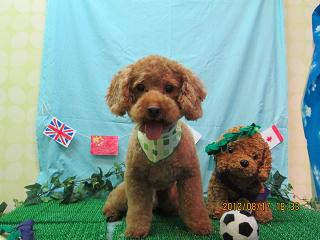 クッキーちゃん