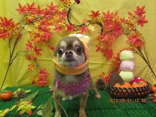 ショコラちゃん