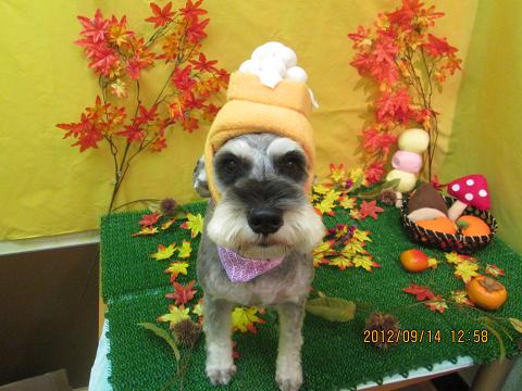 メロディちゃん