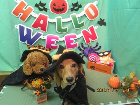 クッキーちゃん