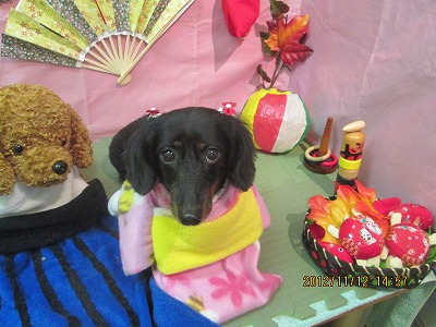 シュクランちゃん