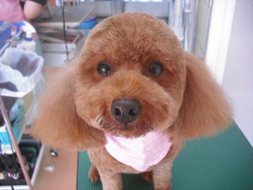 チャイムちゃん