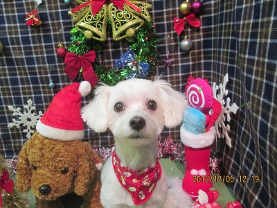 ファルコンちゃん