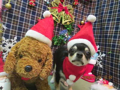 ショコラちゃん