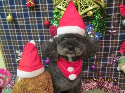 はんぞうちゃん