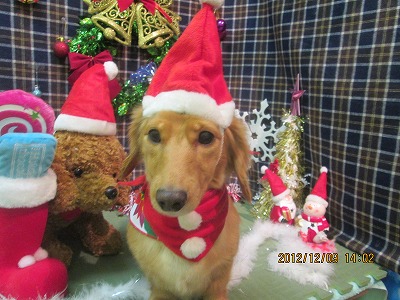 クッキーちゃん