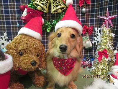 チャッピーちゃん