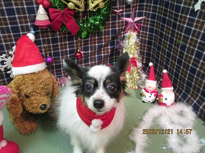 シェリーちゃん