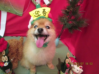 チャッピーくん