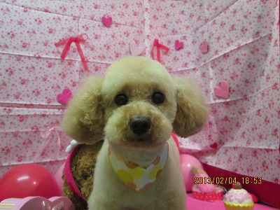 カムカムちゃん