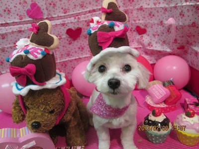 ファルコンちゃん