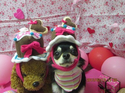 ショコラちゃん