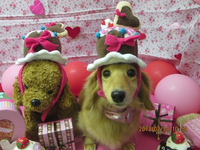 チャッピーちゃん