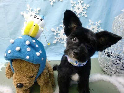 ニューイちゃん