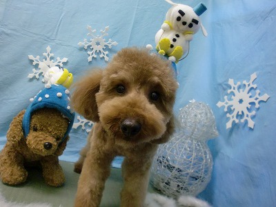 ダッフィーくん