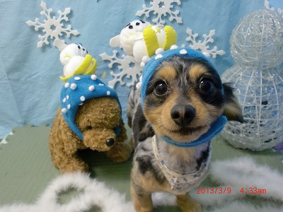 プーチーちゃん