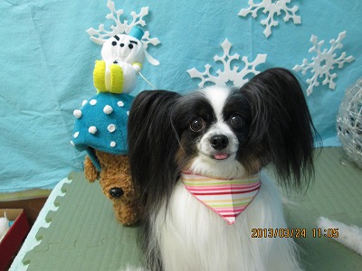 マイリーちゃん