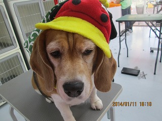 作花ﾓﾓちゃん