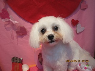 キャンディーちゃん