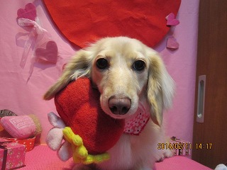 ティアラちゃん