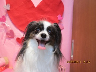 マイリーちゃん