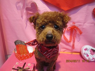 ティアラちゃん