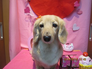 シルキーちゃん