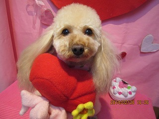 アールグレイちゃん