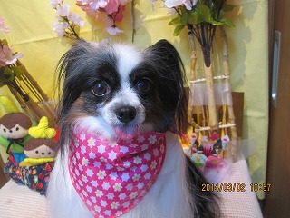 マイリーちゃん