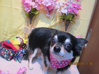 ショコラちゃん