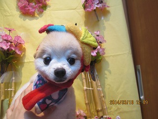 ショコラちゃん