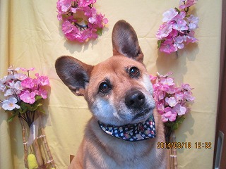 ハッピーちゃん