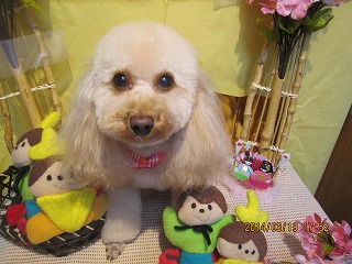 アールグレイちゃん