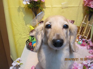 シルキィちゃん