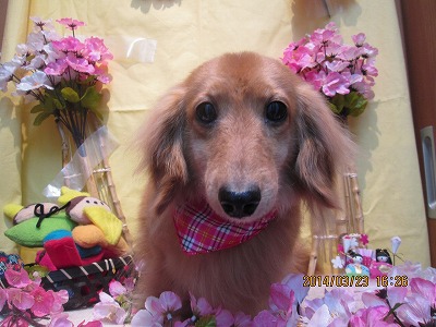 チャッピーちゃん