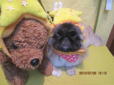 チャチャマルちゃん