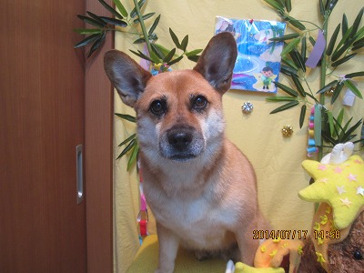 ハッピーちゃん