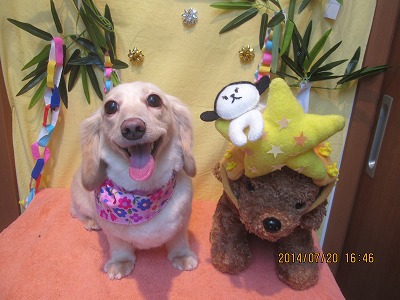 ティアラちゃん