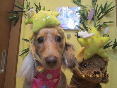 チャチャちゃん