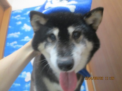 ひまわりちゃん