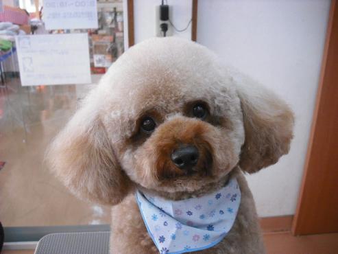 ちゃあぴーくん