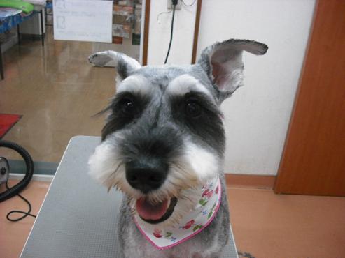 メロディちゃん